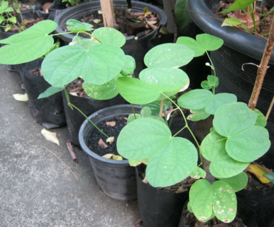 ต้นกาหลงขาว สูง 30-50 ซ.ม. / ต้น