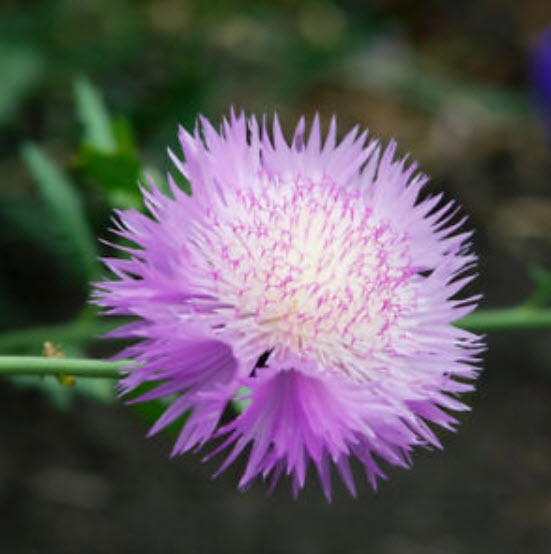 สวีท สุลต่าน (Sweet Sultan) คละ / 50 เม็ด (UK)