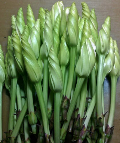 ดอกชมจันทร์ ดอกพระจันทร์ 15 เม็ด