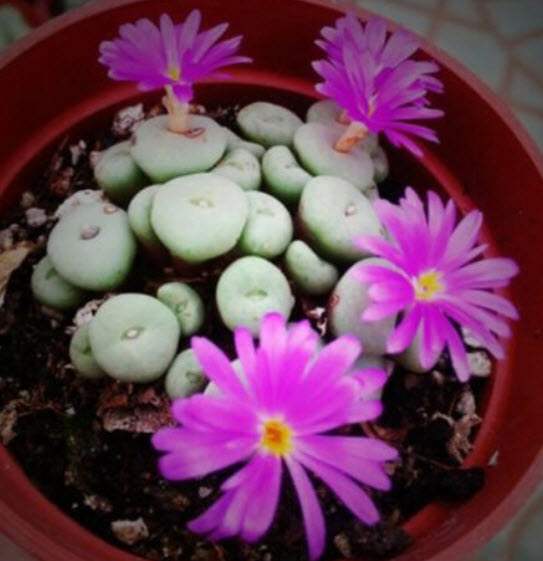 ไลทอปส์ (Lithops) คละ / 100 เม็ด
