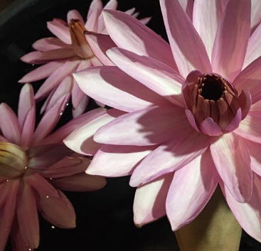 บัวสายต่างประเทศ (Night Blooming Water Lily) ขาวแกมชมพู / ซอง