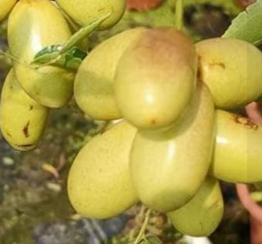 ต้น พุทราแดง (หงจ่าว) พุทราจีนลูกยาว ต้นใหญ่ น่าปลูก สูง 100 ซ.ม.+ ต้นไม้นำเข้า