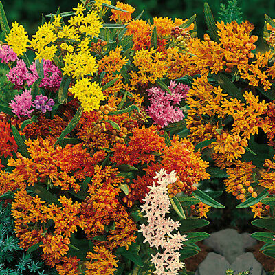 มิลค์หวีด (Milkweed) คละ / 15 เม็ด