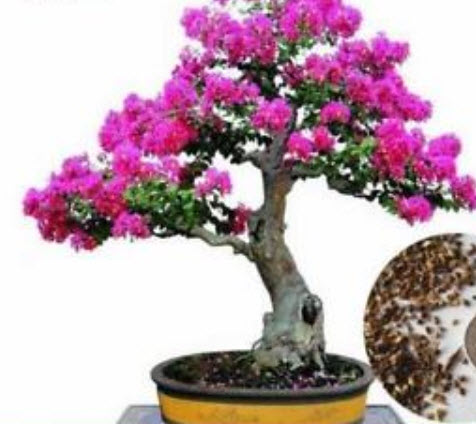 ยี่เข่ง บอนไซ สีชมพู / 50 เม็ด (นอก)