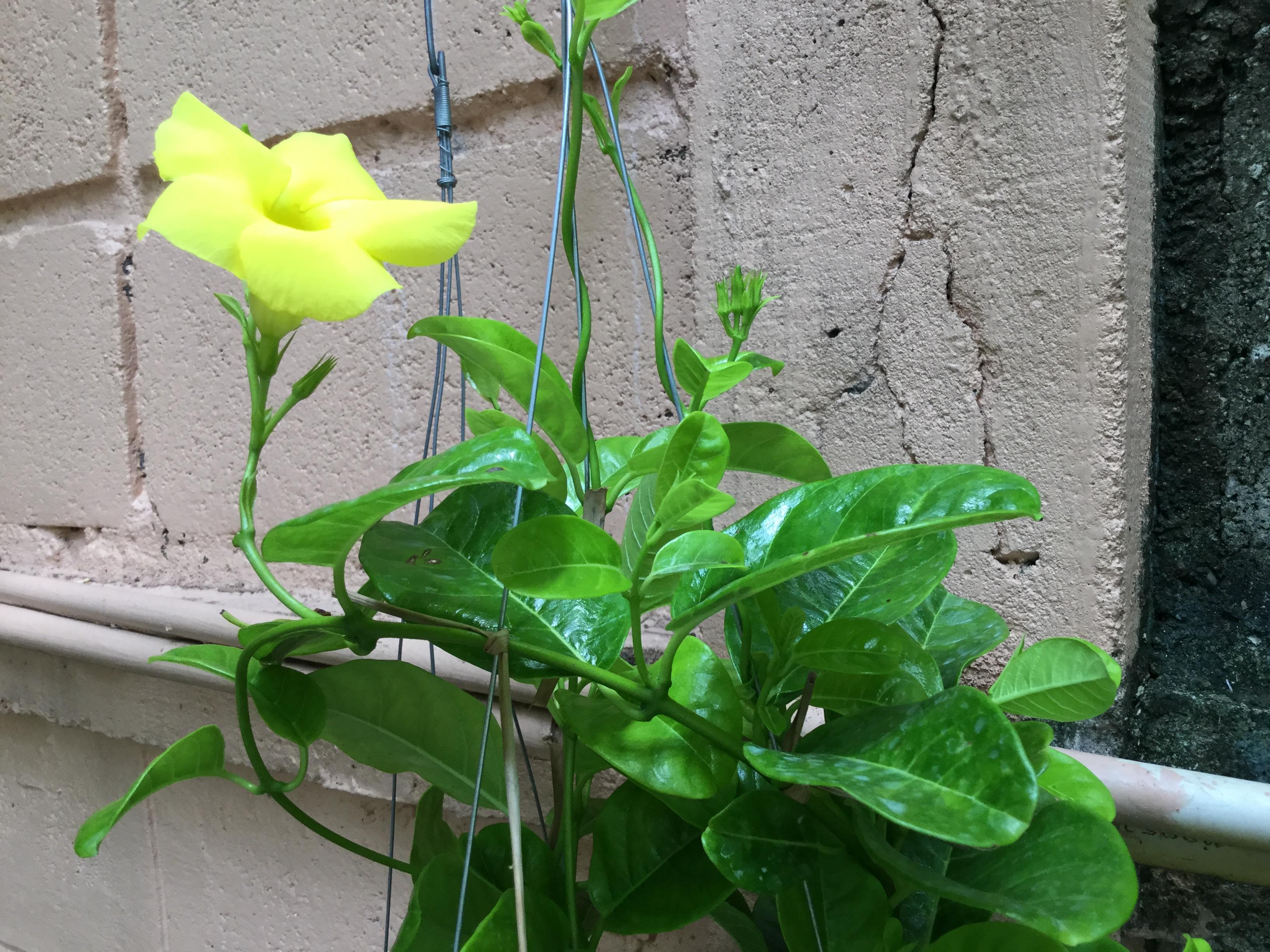 ต้นจันทร์กระจ่างฟ้า (Yellow dipladenia) กระถาง 6 นิ้ว / ต้น