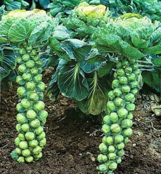 กะหล่ำดาว (Brussels Sprouts) / 200 เม็ด (นอก)
