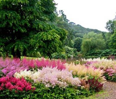อัสดง (Astilbe) คละ / ซอง 50 เม็ด (A117)