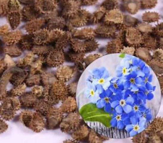 ฟอร์เก็ตมีน็อท (Forget Me Not) สีฟ้า / 50 เม็ด (China)