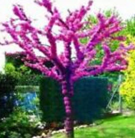 เรดบัด หรือหงษ์ฟู่ (Bauhinia / Cercis Chinensis Redbud) / 50 เม็ด (นอก)