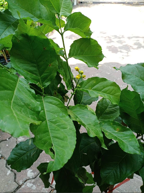 ต้นพีนัท บัทเตอร์ (Peanut Butter) / ต้นเนยถั่ว สูง 60-80 ซ.ม.