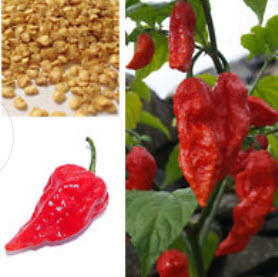พริก Bhut Jolokia / ซอง 20 เม็ด