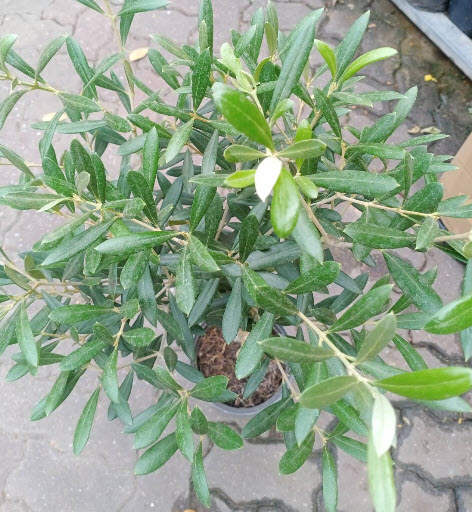 ต้นมะกอก มะกอกโอลีฟ พันธุ์ Leccino จากอิตาลี ไซส์ใหญ่ ทรงพุ่ม สูง 80-100 ซ.ม.