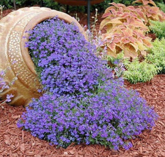 ร็อคเครส (Rock Cress) หรือน้ำตก คละ / 100 เม็ด