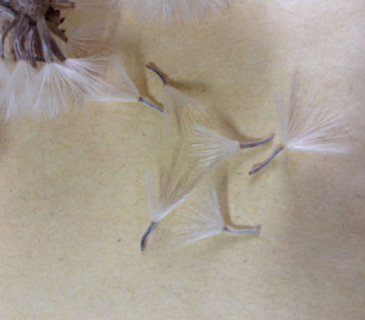 เสือดาว ใบใหญ่พิเศษ (Leopard plant) / 5 เม็ด (Malta)