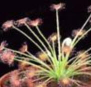 หยาดน้ำค้าง (Sundew) คละ / 100 เม็ด