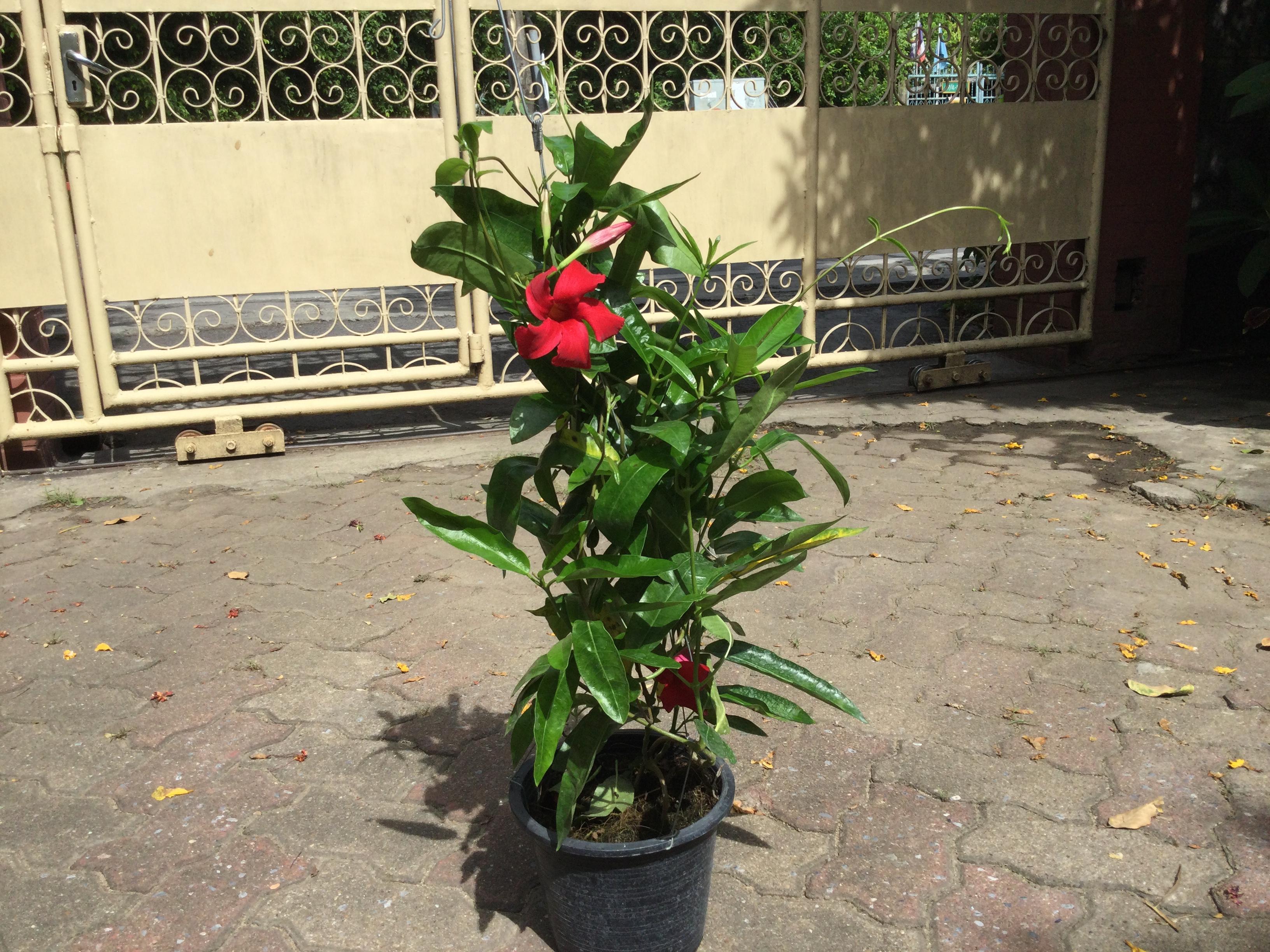 ต้นอมรเบิกฟ้า สีแดง กระถางแขวน / ต้น