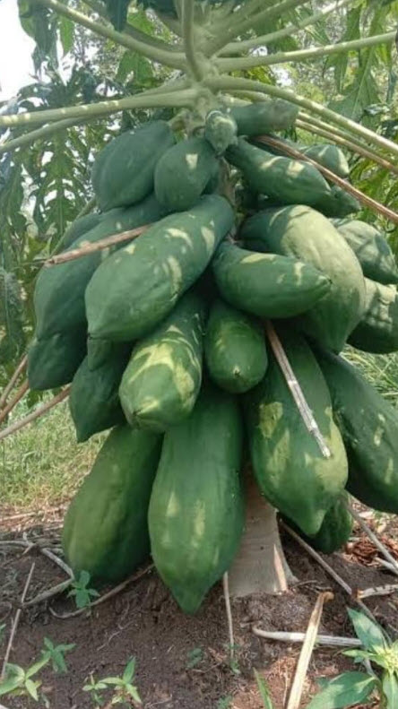 ต้น มะละกอเตี้ยชุมแพ (ต้นเตี้ยพันธุ์แท้) ลูกดก กรอบ เนื้อเยอะ