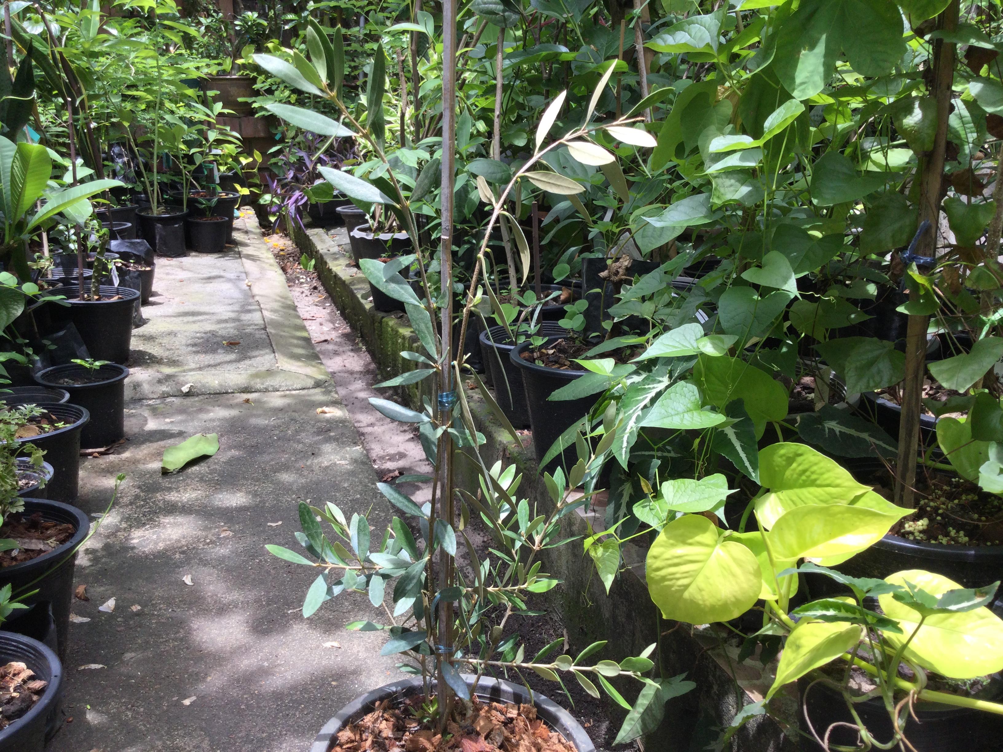 ต้นมะกอกโอลีฟ (Olive - kalamata) สูง 70-90 ซ.ม. (Greece)