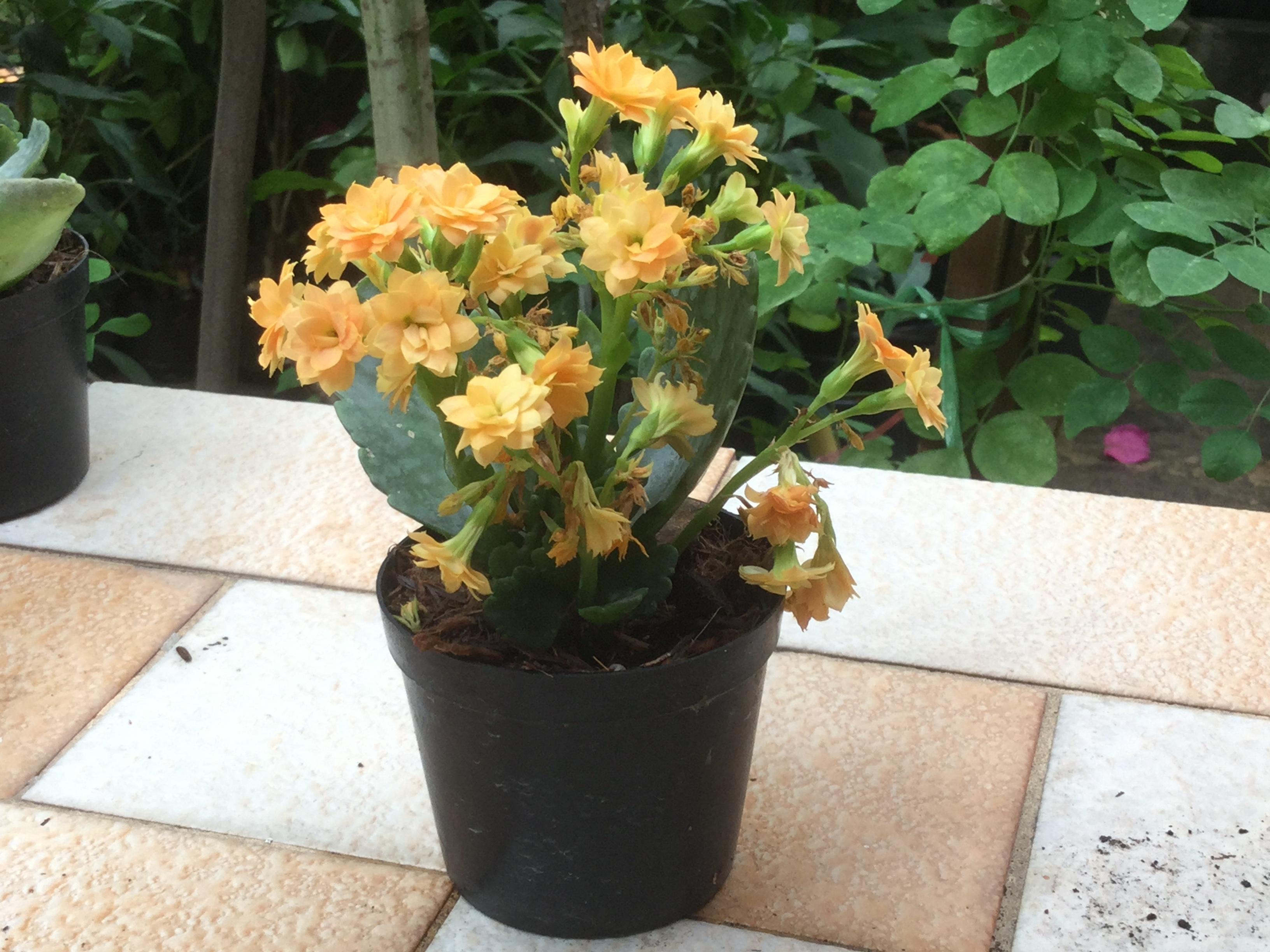 ต้นกุหลาบหิน สีเหลือง ซ้อน (size-S) / ต้น