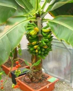กล้วยแคระ (Dwarf Banana Tree) / 25 เม็ด (China)