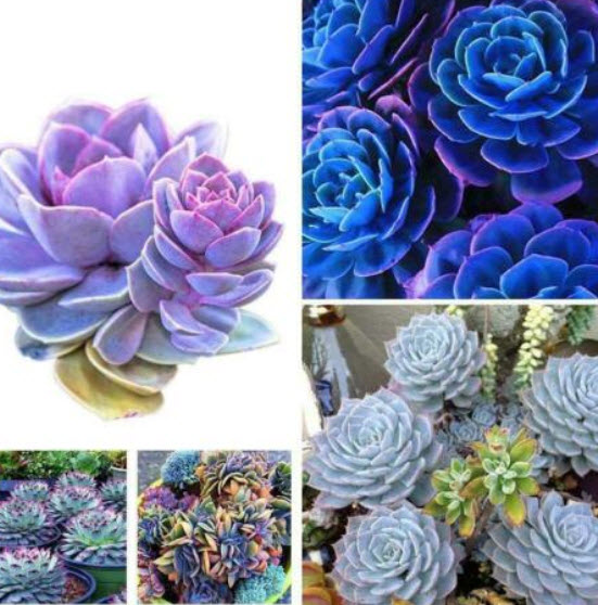 Japanese Succulents คละ / 100 เม็ด (นอก)