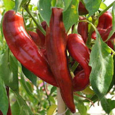 พริกยักษ์ Numex Big Jim / 30 เม็ด (Italy)*