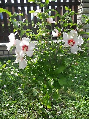 เมล็ดพันธุ์ โรส ออฟ ชารอน สีขาว "เรด ฮาร์ท" (Rose of Sharon) / 50 เม็ด (UK)