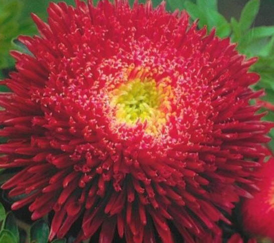 แอสเตอร์จีน - ปริ้นซลีย์ มิกซ์ (China Aster - Princely mix) / 450 เม็ด (UK)