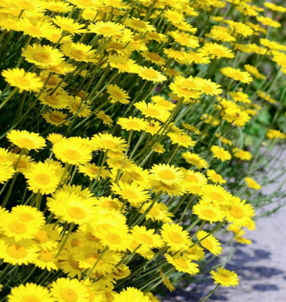 มาร์เกอไรท์เดซี่ (Marguerite daisy) หรือคาร์โมมายเหลือง (Yellow Chamomile) / 1,000 เม็ด (UK)