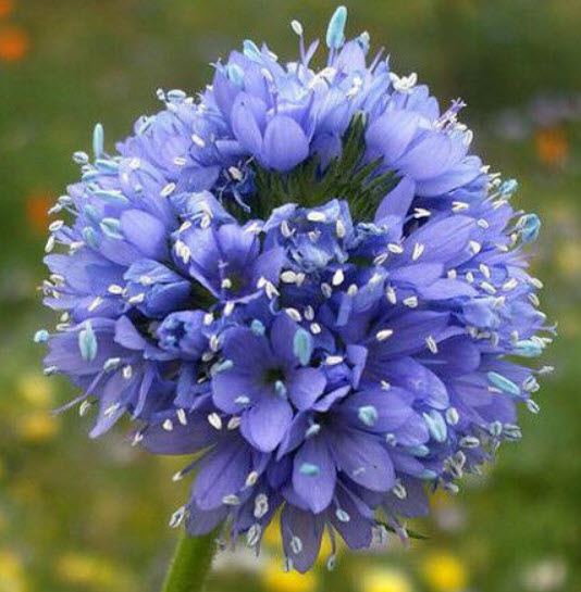 บลูเฮด กิเลีย (Bluehead Gilia / Gilia Capitata) / 1,000 เม็ด (Hungary)