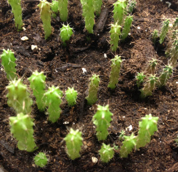 กระบองเพชรซานเปรโด (San Pedro Cactus) / 20 เม็ด (France)*