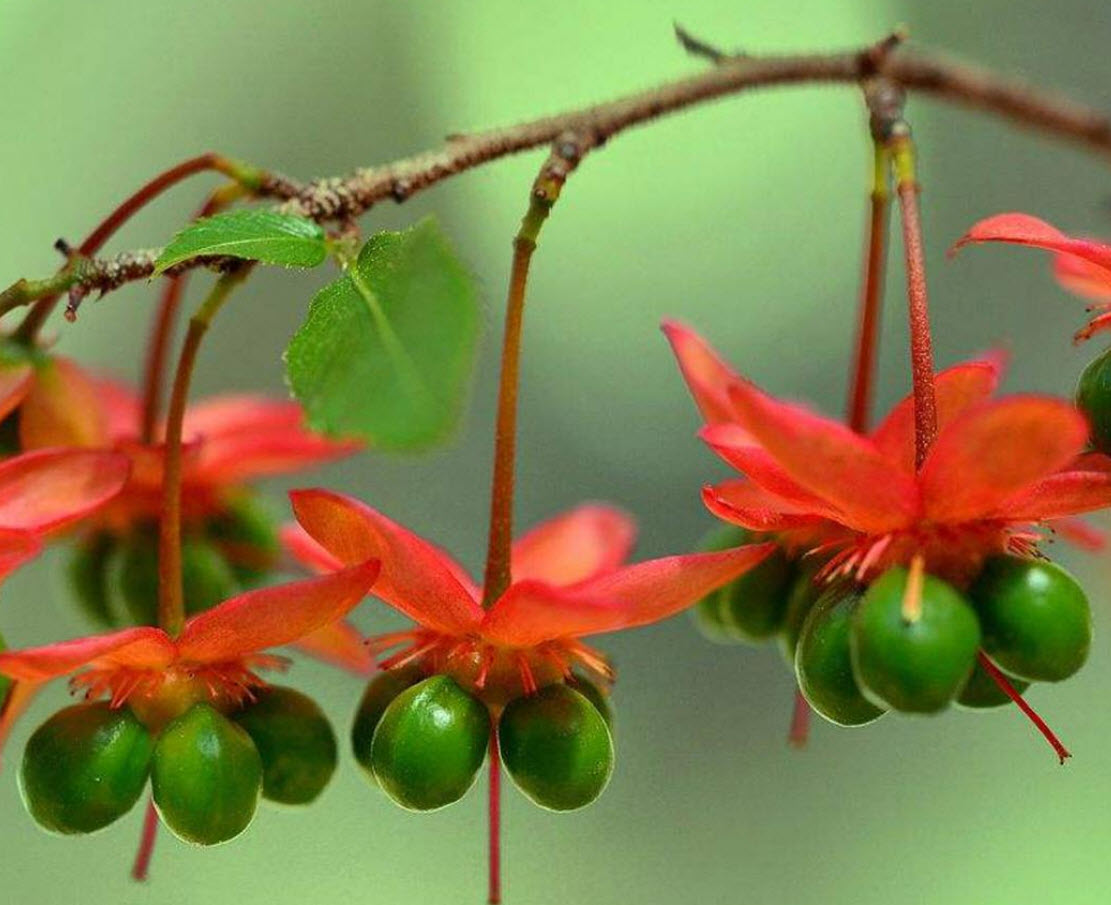 มิคกี้เม้าส์ (Mickey Mouse) คละ / 50 เม็ด (นอก)