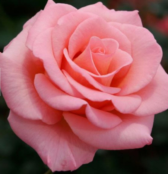 กุหลาบพวง สีชมพูแซลมอน พันธุ์เดียเรสท์ แบบล้างราก / ราก (UK)