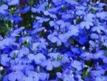 ปีกผีเสื้อ (Oxalis) สีน้ำงิน / 50 เมล็ด