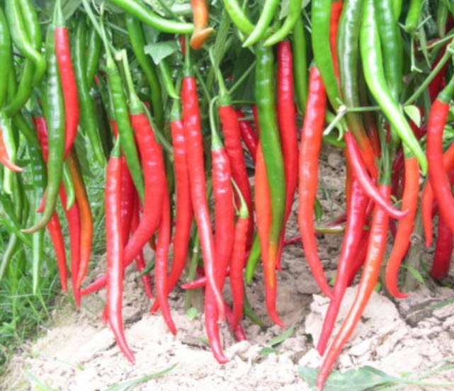 พริกแดงยักษ์ / 500 เม็ด