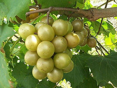 องุ่นมัสคาดีนบรอนซ์ (Bronze Mascadine grape) / 5 เม็ด (USA)
