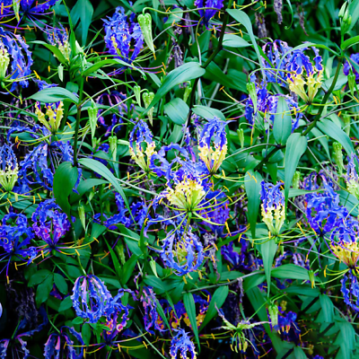 ดองดึง (Flame lily / Climbing lily) น้ำเงิน-เหลือง / 10 เม็ด