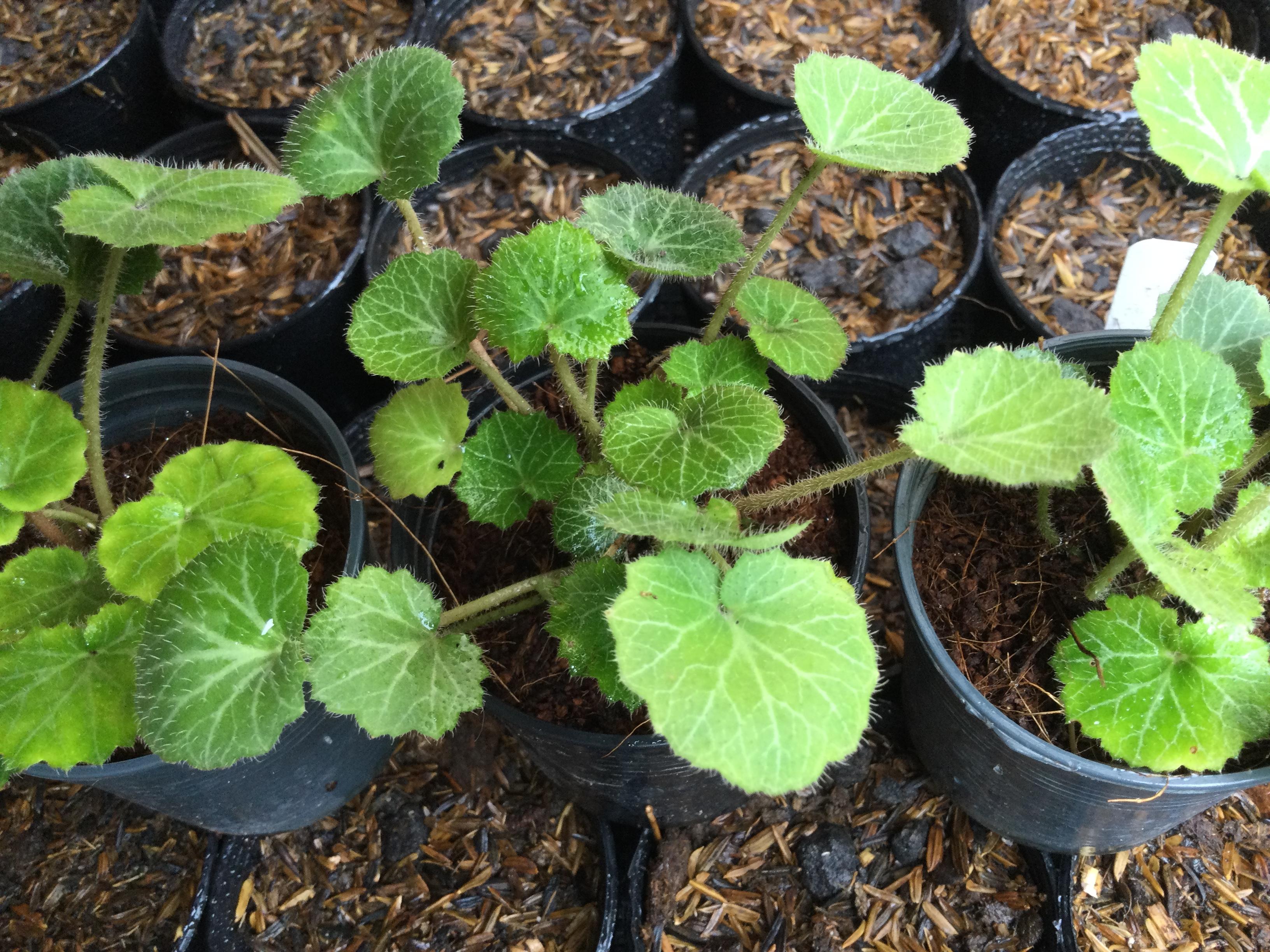 ต้นหูเสือจีน หูเสือใบสตรอเบอรี่ กระถาง 4 นิ้ว / ต้น