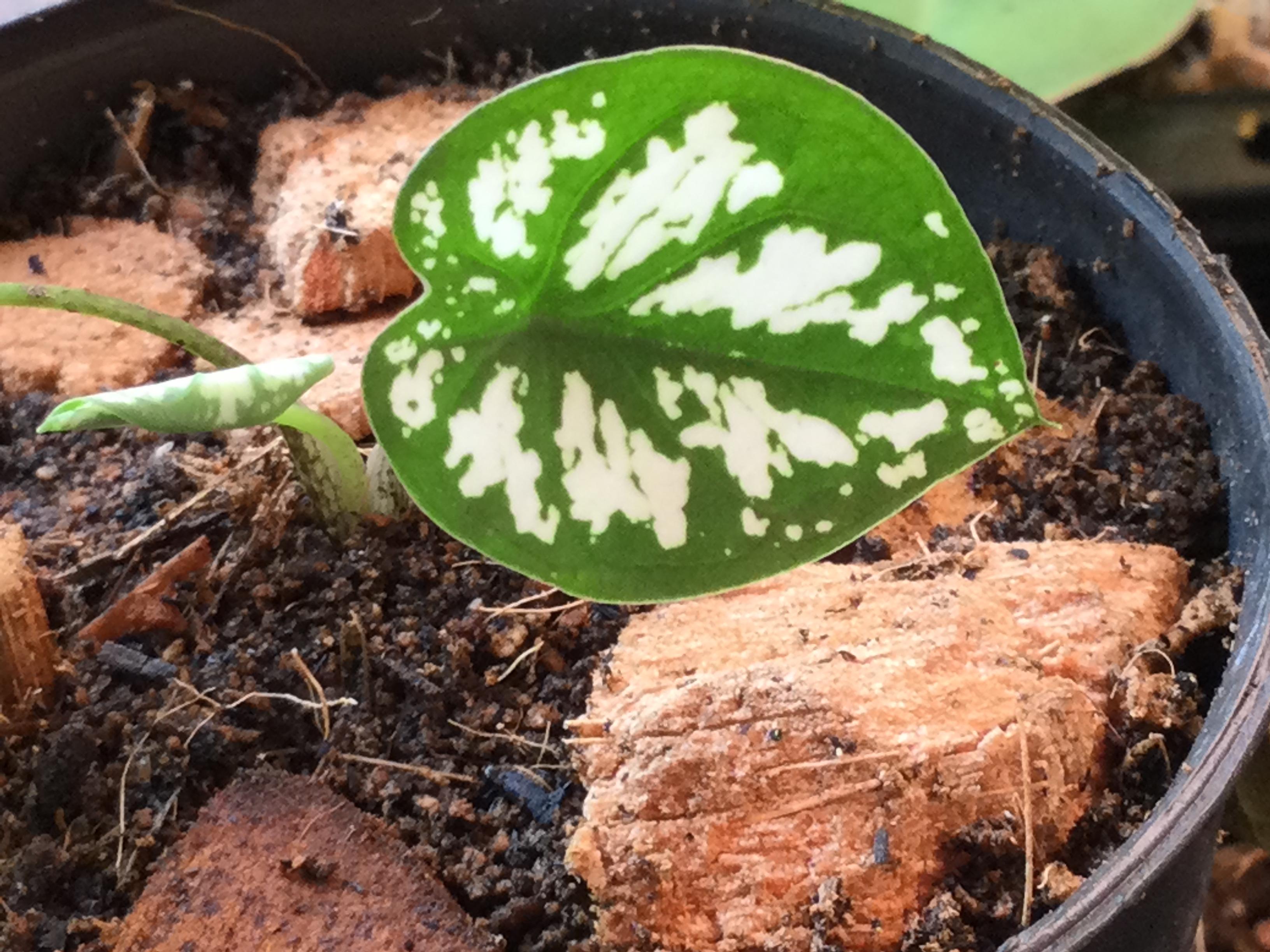 ต้นบอนพระยาเศวต กระถาง 4 นิ้ว