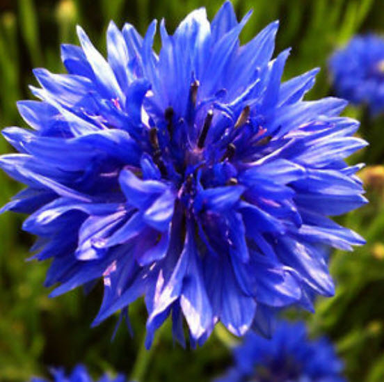 คอร์นฟลาวเวอร์ (cornflower) สีฟ้า / ซอง 50 เม็ด (A056)