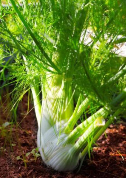 ผักชีล้อม (Fennel) / 1,500 เม็ด (UK)