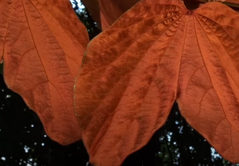 ต้นใบไม้สีทอง หรือย่านดาโอ๊ะ ไม้หายาก กระถาง 8 นิ้ว สูง 60-80 ซ.ม.