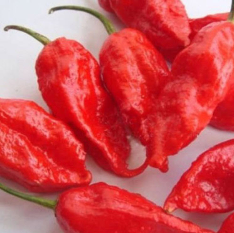 พริก Bhut Jolokia / 20 เม็ด (BG021)