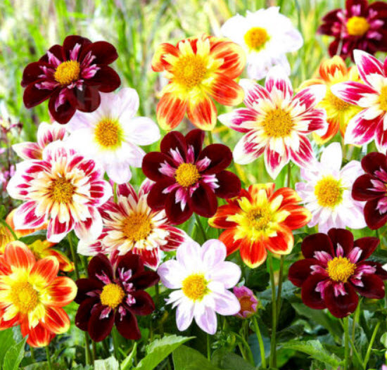 ดาห์เลีย (Dahlia - Collarette Dandy) คละ / 350 เม็ด (UK)
