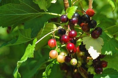 เคอแร้นท์ คละ (mixed currants) / 50 เม็ด