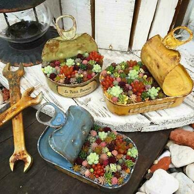 พืชอวบน้ำจิ๋ว (Mini Succulents) คละ / 100 เม็ด