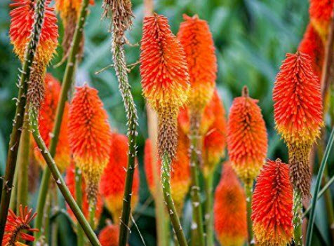 เรด ฮอท โป๊กเกอร์ (Red Hot Poker / Torch Lily) / 10 เม็ด (Germany)