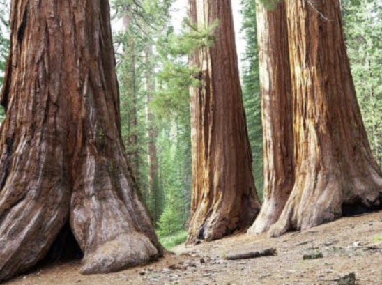 สนยักษ์ซีคัวญ่า (S. Giganteum) / 20 เม็ด (UK)*