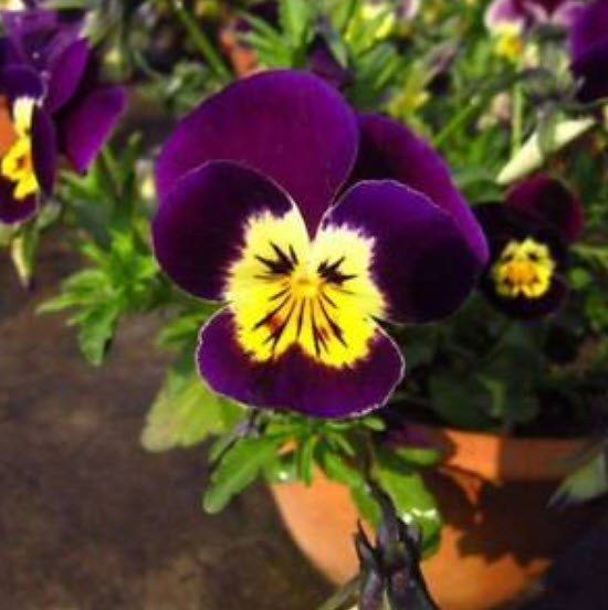 แพนซี (Pansy) สีม่วง / 50 เม็ด (S078)