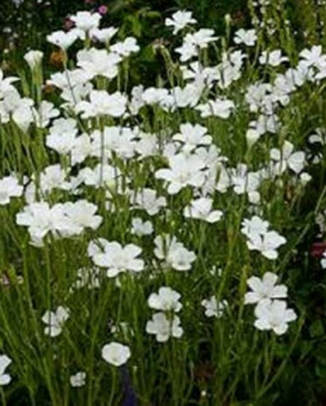 อะโกรสเท็มม่า (Agrostemma Githago Bianca) ขาว / 50 เม็ด (USA)